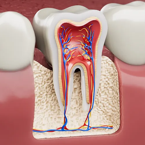 Rendering of a row of bottom teeth with one tooth showing the internal anatomy.
